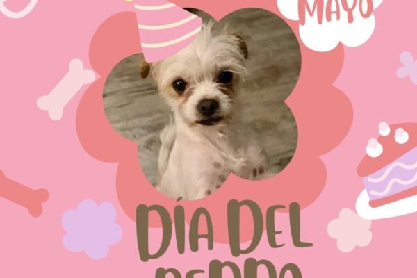 Adopta un callejerito…¡No te arrepentiras!